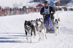 Lenk 2013